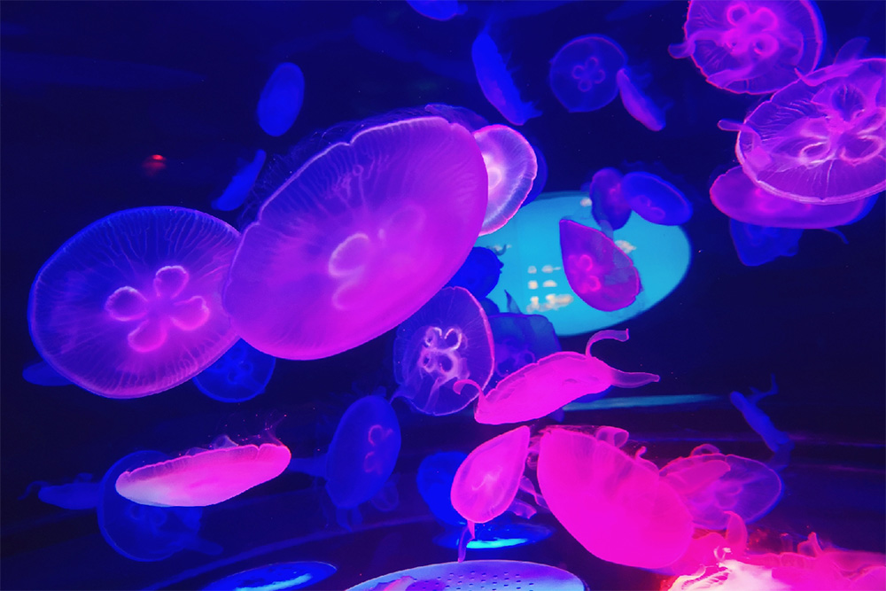 新葡的京集团350vip8888(中国)有限公司官网