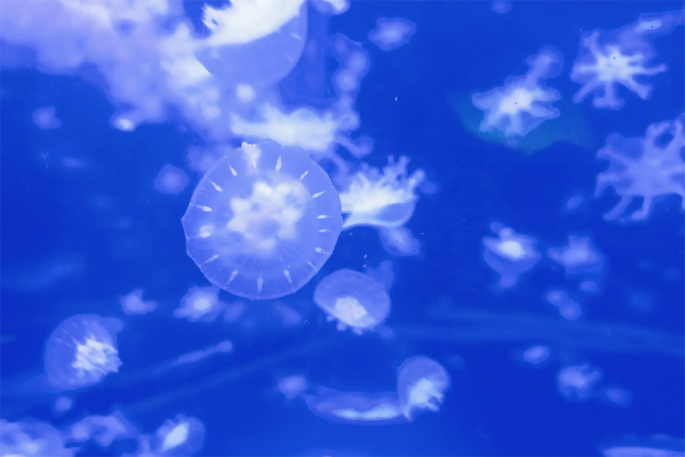 海洋馆水处置惩罚装备