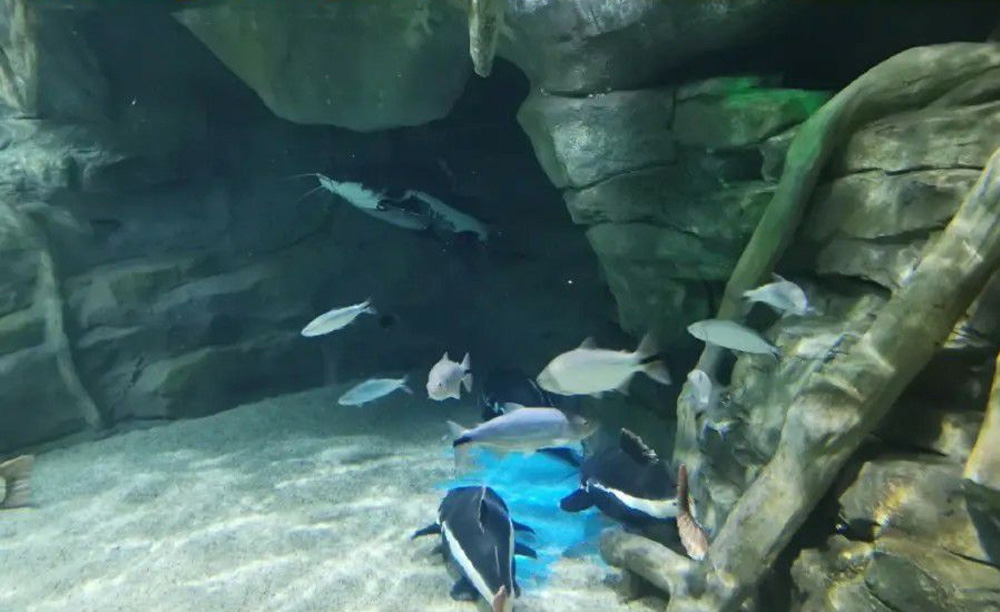 新葡的京集团350vip8888(中国)有限公司官网