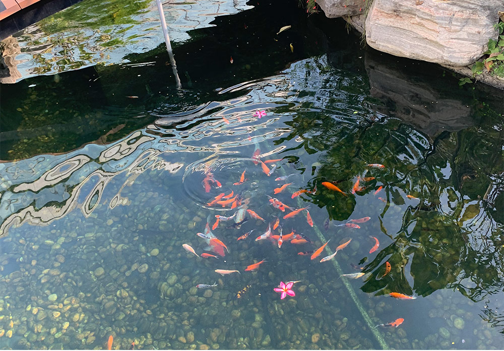 鱼池水质处置惩罚