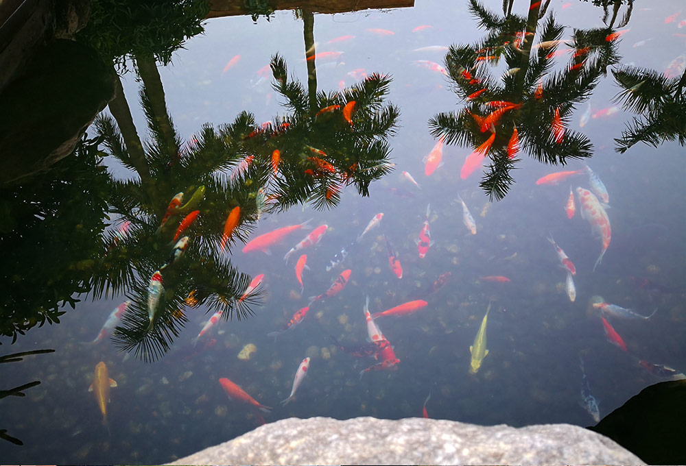 景观鱼池水质处置惩罚