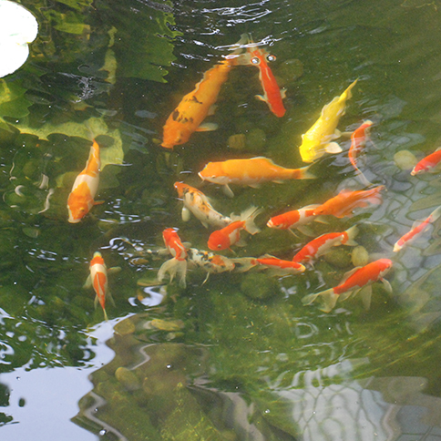 景观水处置惩罚,鱼池水处置惩罚装备