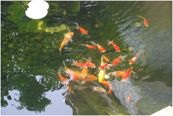 <b>戴思乐支招：景观鱼池池水绿了怎么办？</b>