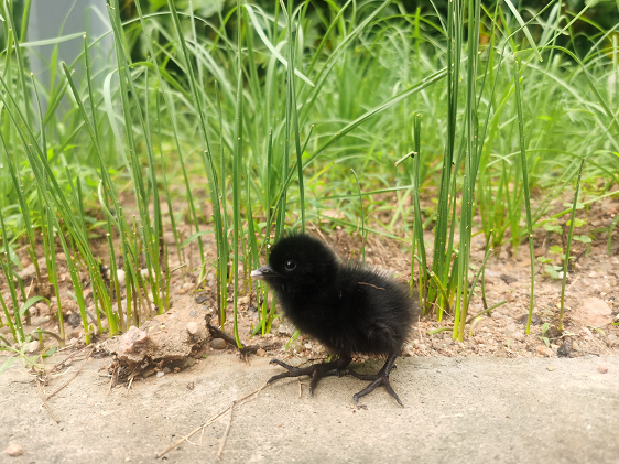 新葡的京集团350vip8888(中国)有限公司官网