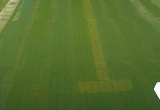 为什么游泳池的水会经常变绿？处置惩罚要领有哪些？